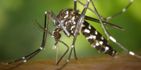 Mais uma pessoa morre por suspeita de Chikungunya em Dourados