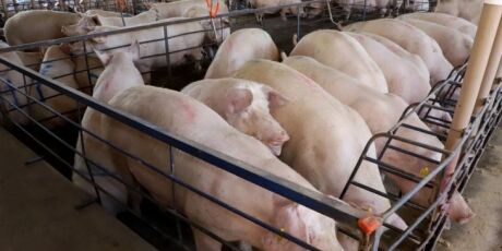 Suinocultura cresceu 50% nos &uacute;ltimos tr&ecirc;s anos em MS 