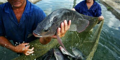 Com EUA como principal importador, MS avan&ccedil;a na produ&ccedil;&atilde;o de peixes de cultivo