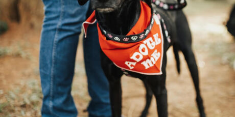 S&aacute;bado tem encontro de pets e feira de ado&ccedil;&atilde;o em Campo Grande