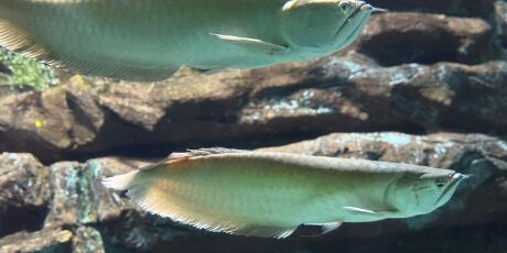 Peixes do Bioparque s&atilde;o batizados de Axl e Slash em homenagem a Guns N' Roses