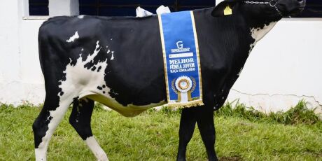 Vaca Juma se destaca no julgamento da ra&ccedil;a Girolando na 86&ordf; Expogrande