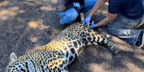 On&ccedil;a que morreu ap&oacute;s ser atropelada na BR-262 tem material gen&eacute;tico coletado para estudo