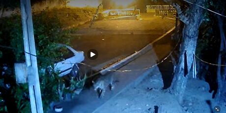 &Oacute;rg&atilde;os ambientais e pesquisadores iniciam opera&ccedil;&atilde;o de captura de on&ccedil;a