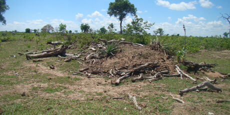 Desmatamento cai quase pela metade em 2025 no Pantanal