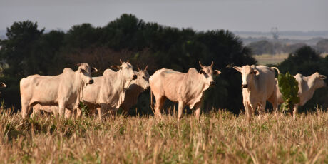 Tempo seco afeta pastos e Embrapa revela como manter gado saud&aacute;vel no inverno