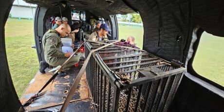 Pantanal registra remo&ccedil;&atilde;o in&eacute;dita de on&ccedil;a de dentro de cidade para &aacute;rea remota
