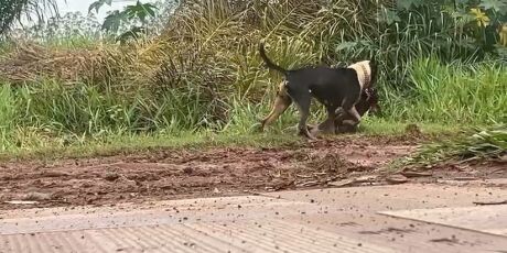 'Pitbulls &agrave; solta' fazem nova v&iacute;tima e voltam a tirar a paz de moradores; v&iacute;deos