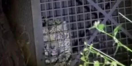 Pol&iacute;cia Ambiental captura on&ccedil;a que atacava animais dom&eacute;sticos em Corumb&aacute;