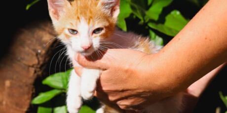 Feira de ado&ccedil;&atilde;o tem pets &agrave; espera de um lar no Dia das M&atilde;es
