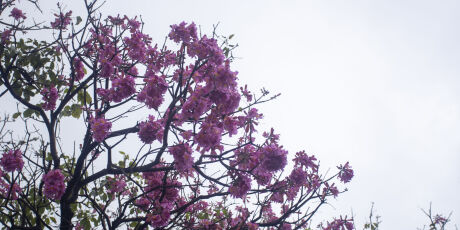 Ip&ecirc; rosa abre temporada das cores e anuncia chegada do inverno