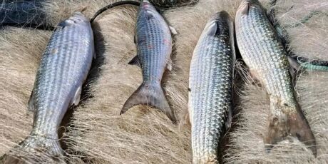 Pesca de tainha na modalidade arrasto de praia est&aacute; suspensa