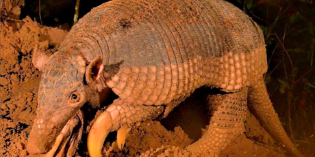 Mato Grosso do Sul pode ter Dia Estadual do tatu-canastra