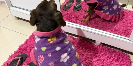 Campanha arrecada cobertores e agasalhos para pets; saiba como ajudar