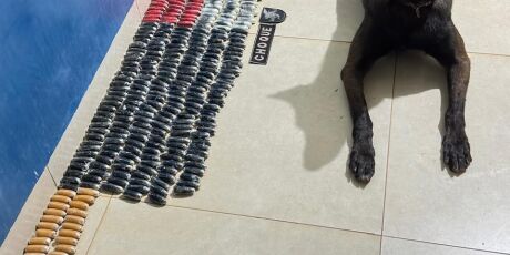 C&atilde;o farejador encontra 400 c&aacute;psulas de coca&iacute;na em &ocirc;nibus interestadual