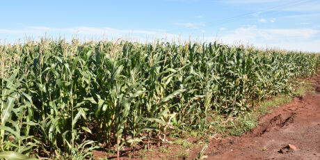 Escalada da inadimpl&ecirc;ncia leva governo a abrir renegocia&ccedil;&atilde;o bilion&aacute;ria para o agro