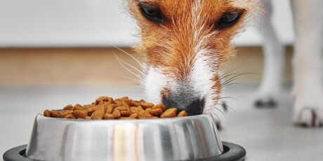 Farinha, corante e aditivo: o que evitar na dieta para prevenir alergias nos pets