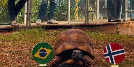 Jabuti do Bioparque 'quase' aposta no Brasil em jogo contra a Noruega; v&iacute;deo