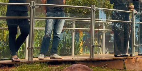 Jabuti do Bioparque 'quase' aposta no Brasil em jogo contra a Noruega; v&iacute;deo
