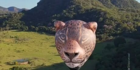 Bal&atilde;o em formato de on&ccedil;a-pintada estreia no c&eacute;u do Pantanal de MS