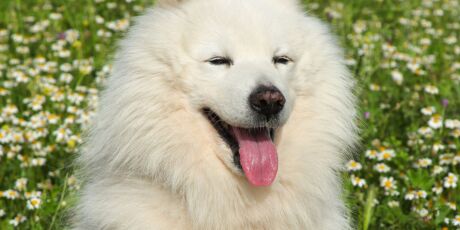 Pelos brancos tamb&eacute;m amarelam: entenda por que isso acontece com os pets
