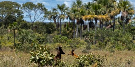 ONG registra primeiros casos de melanismo em cervos-do-pantanal
