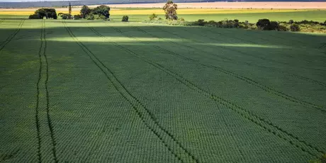 Senado aprova plano para fabrica&ccedil;&atilde;o de fertilizantes no Brasil