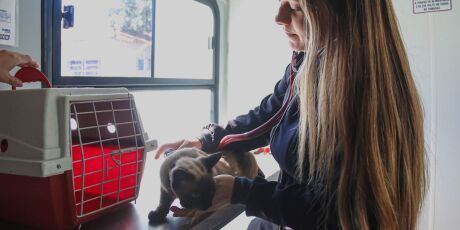 Consult&oacute;rio m&oacute;vel prepara semana com 150 atendimentos veterin&aacute;rios gratuitos 