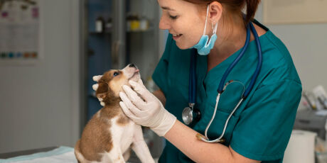 Essa semana celebramos o Dia do Veterin&aacute;rio, e a data acende alerta sobre a sa&uacute;de mental deles 