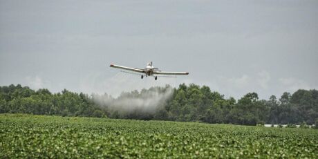 Pulveriza&ccedil;&atilde;o a&eacute;rea pode ter matado milhares de bichos-de-seda em MS
