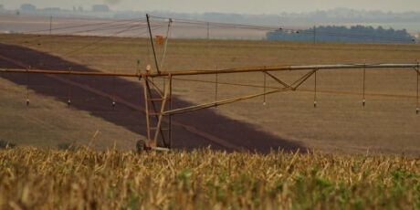 Produtor rural segura milho e vendas chegam a s&oacute; 50% ap&oacute;s supersafra em MS