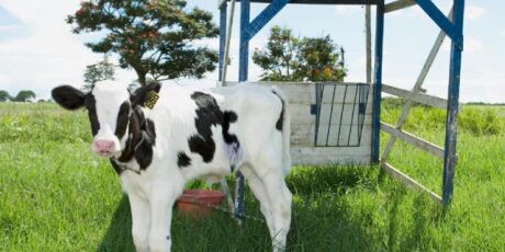 Bezerro dispara at&eacute; 40% e Pantanal ganha protagonismo na pecu&aacute;ria de MS
