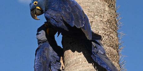 Arara-azul ganha novas &aacute;rvores para alimenta&ccedil;&atilde;o e reprodu&ccedil;&atilde;o