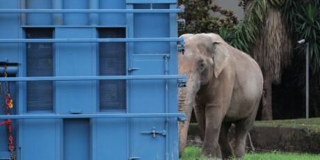 Transporte do elefante Sandro at&eacute; santu&aacute;rio no MT conta com apoio da PRF-MS
