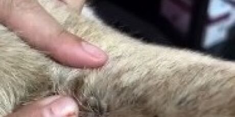 Mulher &eacute; presa ap&oacute;s cachorro ser encontrado com les&atilde;o na cabe&ccedil;a; Veja o v&iacute;deo