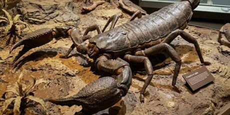 Descoberta de escorpi&atilde;o gigante, maior que um cachorro, impressiona cientistas