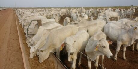 T&eacute;cnica in&eacute;dita no Pantanal pode render R$ 160 mil a pecuaristas de MS