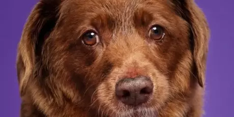 Bobi viveu 31 anos e foi o c&atilde;o mais velho do mundo, mas seu recorde virou alvo de pol&ecirc;mica