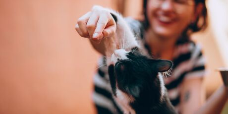 Novo estudo feito em 93 pa&iacute;ses revela uma liga&ccedil;&atilde;o surpreendente entre gatos e felicidade