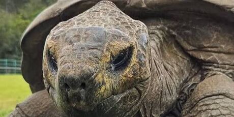 Animal terrestre de 194 anos pode ajudar a desvendar o segredo do envelhecimento