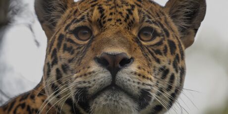 Eles est&atilde;o criando "Arcas de No&eacute;" nos rios para impedir que animais desapare&ccedil;am