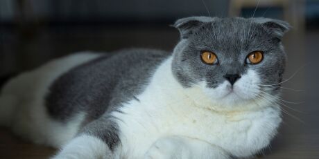 Pa&iacute;ses mais felizes t&ecirc;m uma curiosa liga&ccedil;&atilde;o com gatos, aponta an&aacute;lise de 93 na&ccedil;&otilde;es