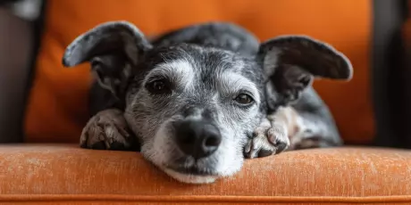 Conhe&ccedil;a os sinais da fase s&ecirc;nior dos c&atilde;es