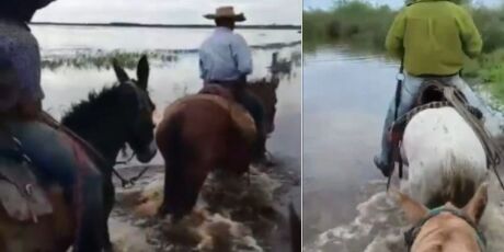 Cheia do Rio Paran&aacute; expulsa rebanhos e isola dezenas de fam&iacute;lias em MS