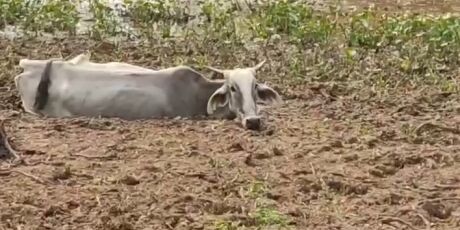 Justi&ccedil;a leiloa 18 mil ha de fazendeiro que deixou gado morrer de fome