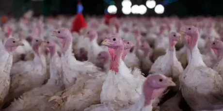 Agricultura confirma foco de doen&ccedil;a de Newcastle em Santa Catarina
