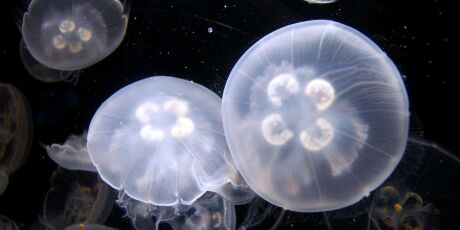 Cientistas descobrem &aacute;gua-viva que desafia o tempo ao reverter pr&oacute;prio envelhecimento