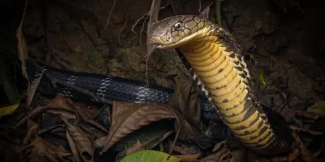Enquanto sal&aacute;rio no Brasil &eacute; R$ 1.621, Fl&oacute;rida paga R$ 150 por hora para ca&ccedil;ar cobras invasoras