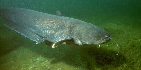 Com mais de 2 metros e mais de 100 kg: uma amea&ccedil;a invasora foi detectada