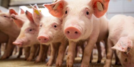 Censo revela potencial para ampliar suinocultura em 500 mil animais em MS